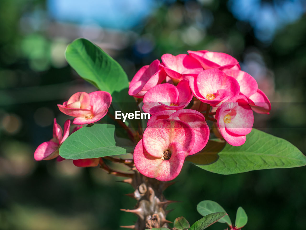 CLOSE-UP OF PINK ROSES