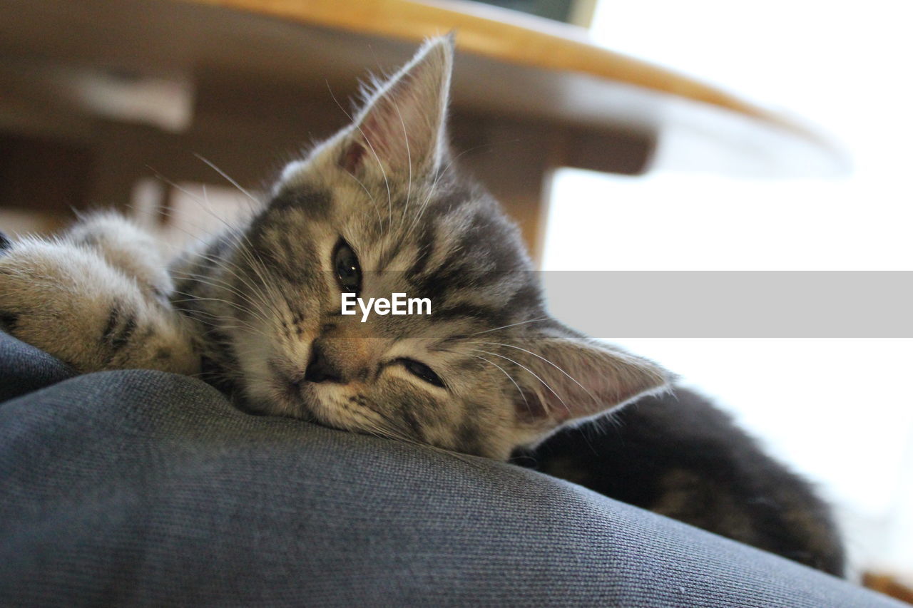 Close-up of cat relaxing on sofa at home