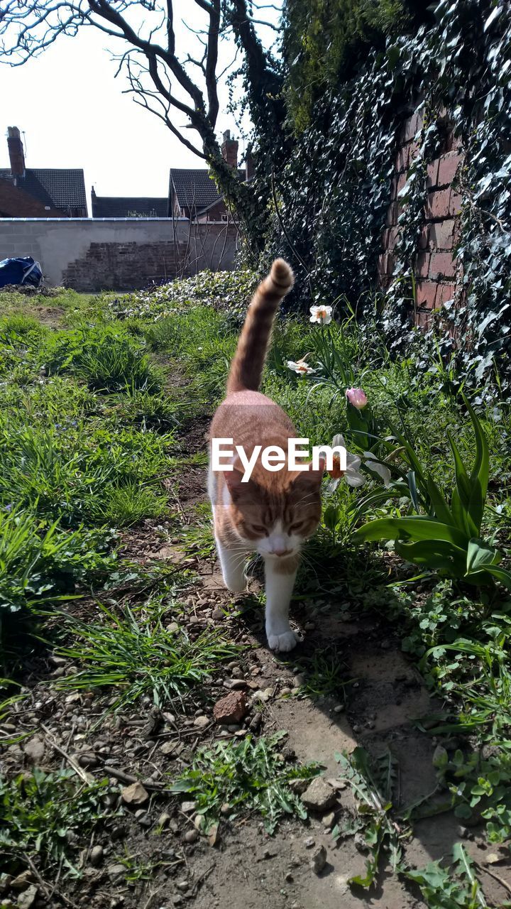 Cat standing on field