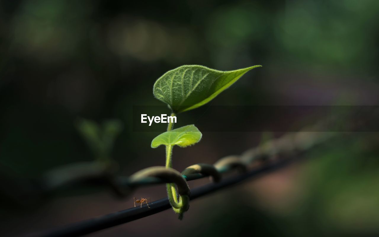 CLOSE-UP OF GREEN PLANT LEAVES