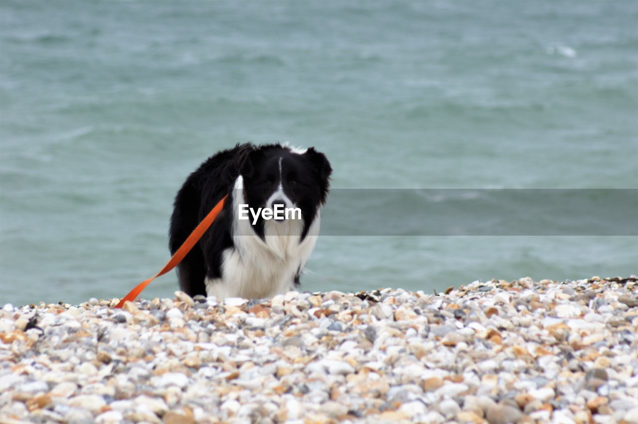 DOG SITTING ON BEACH