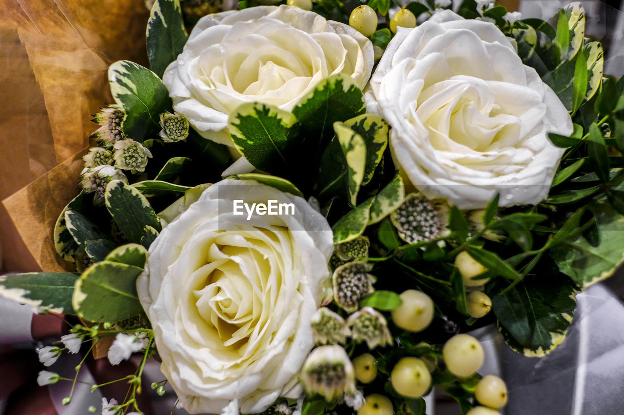 HIGH ANGLE VIEW OF ROSES ON WHITE ROSE