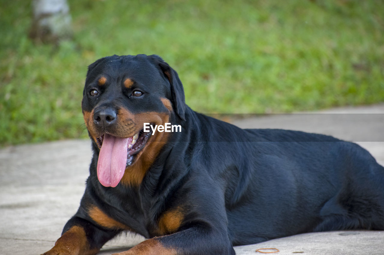 PORTRAIT OF BLACK DOG