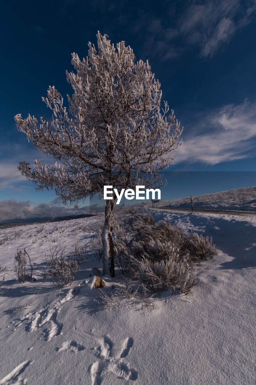 DEAD TREE ON SNOW COVERED LAND