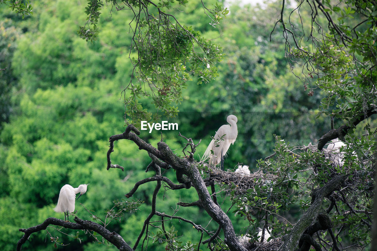 Herons perching on tree in forest