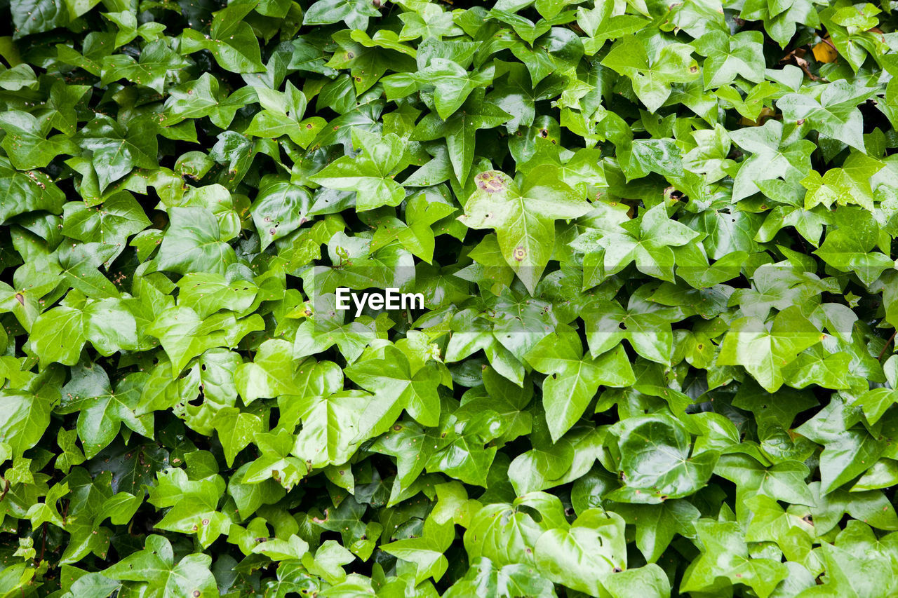 FULL FRAME SHOT OF PLANTS