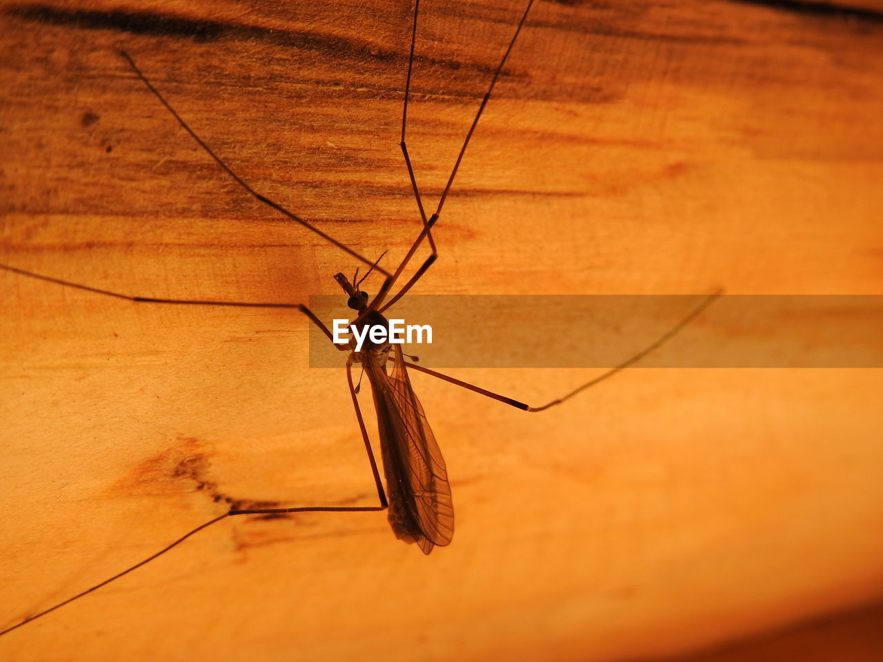 CLOSE-UP OF INSECT ON LEAF