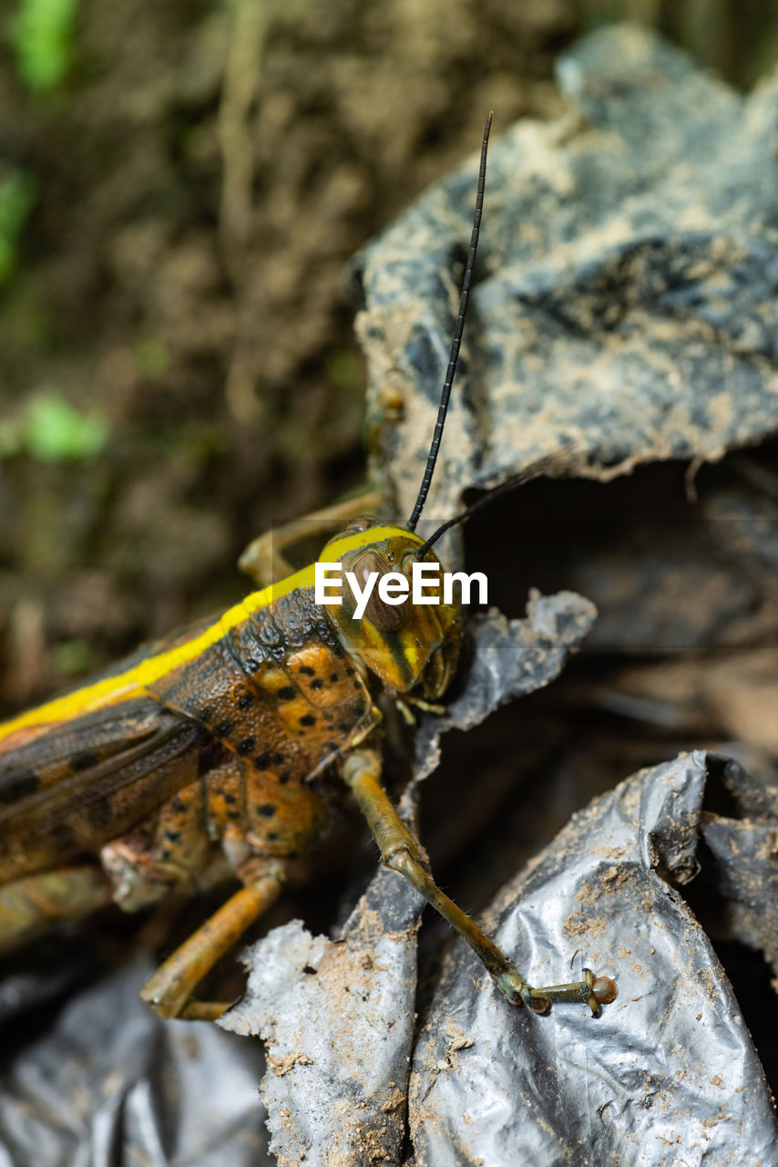 Beautiful yellow grasshopper close up.