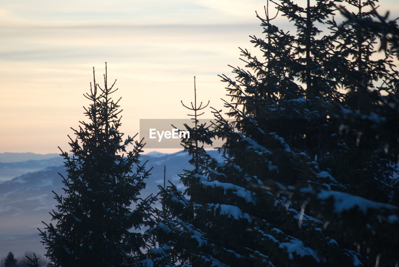 PINE TREES AGAINST SKY DURING WINTER