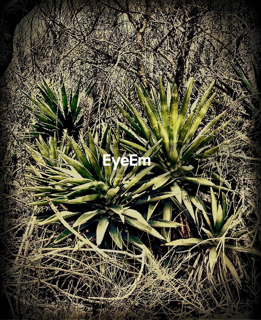 PLANTS GROWING IN THE DARK