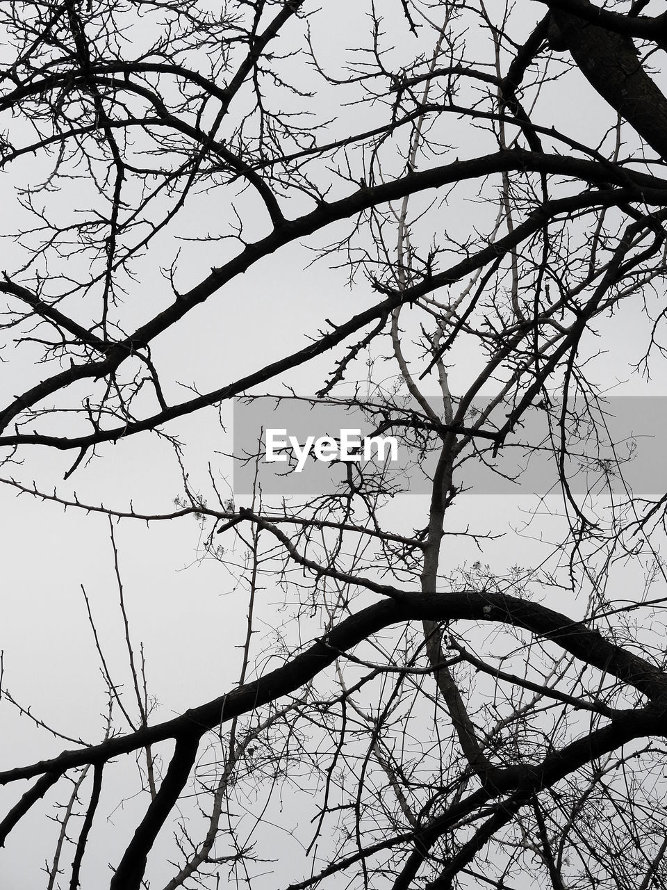 LOW ANGLE VIEW OF BARE TREE AGAINST SKY