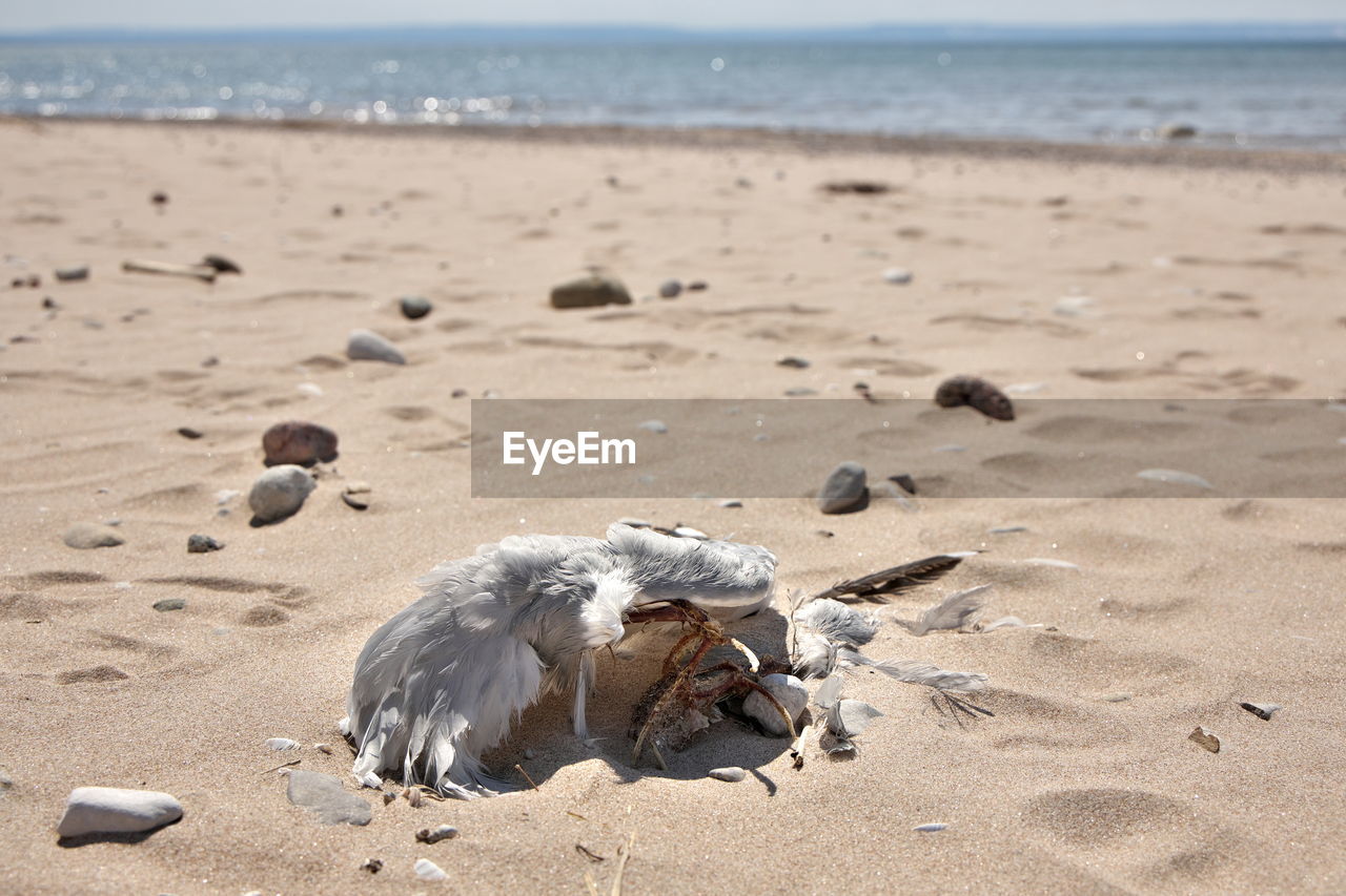 Partially decomposed or eaten dead seagull on beach. possible botulism, avian bird flu or pollution