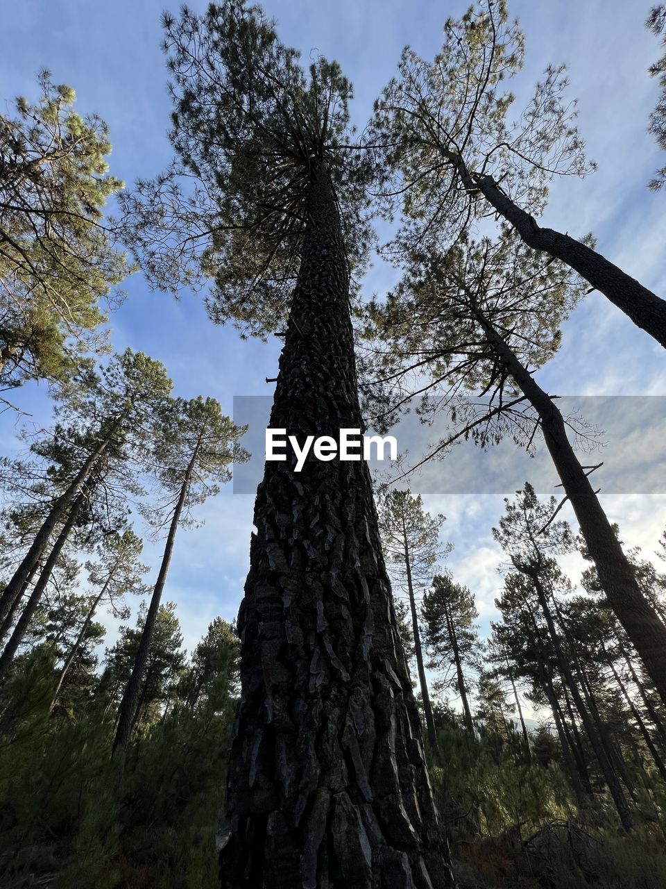 LOW ANGLE VIEW OF TREES AGAINST SKY