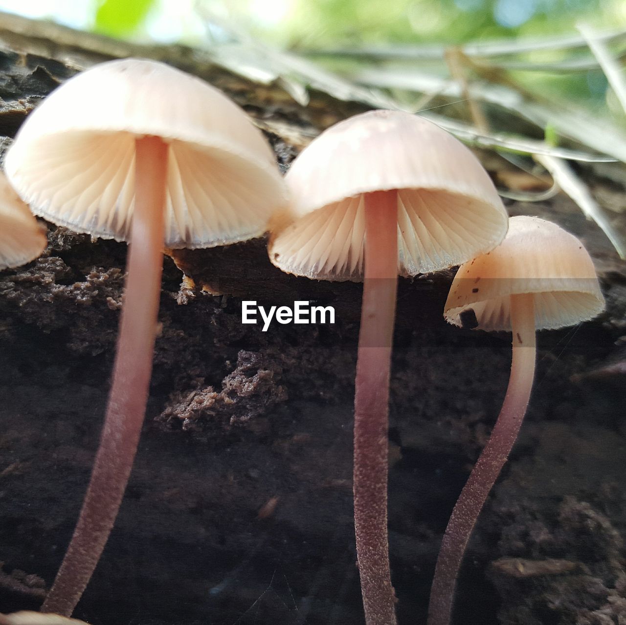CLOSE-UP OF MUSHROOMS GROWING ON FOREST