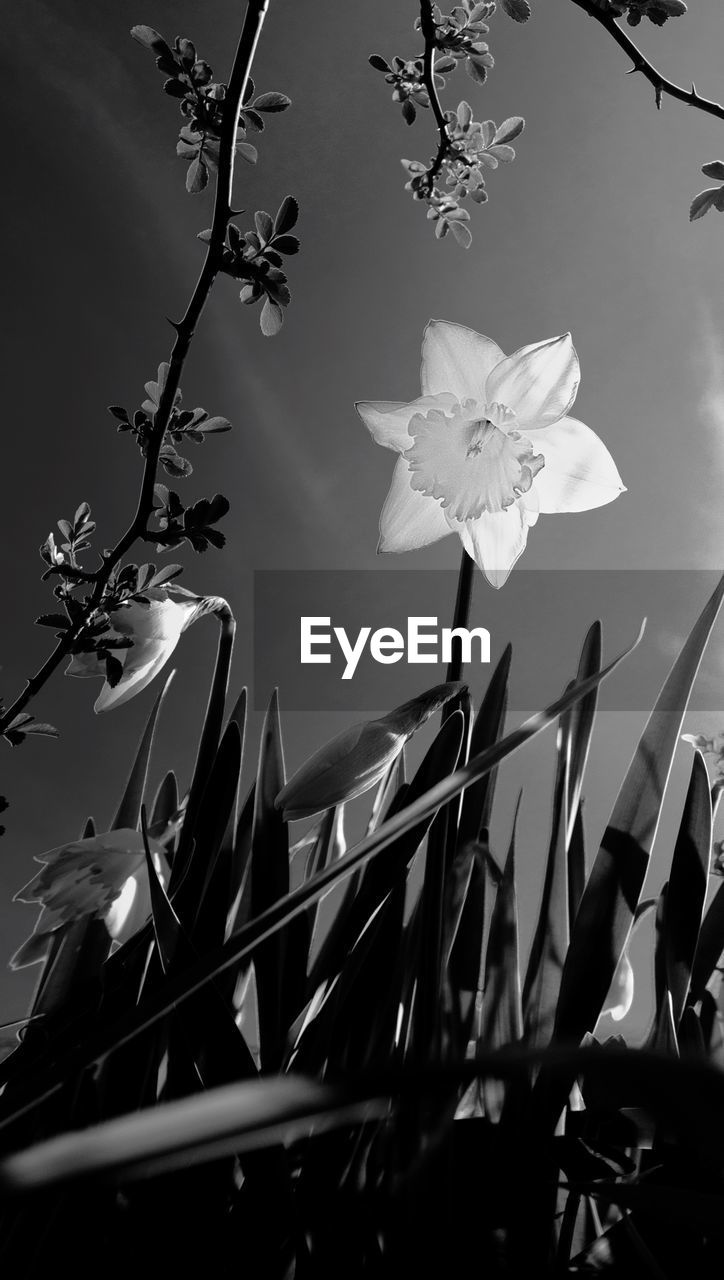 LOW ANGLE VIEW OF FRESH FLOWERING PLANT AGAINST SKY