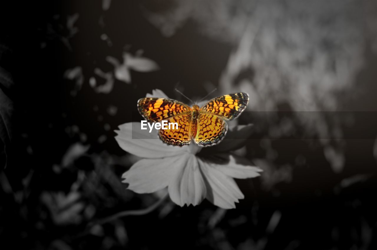 CLOSE-UP OF BUTTERFLY POLLINATING ON YELLOW FLOWER