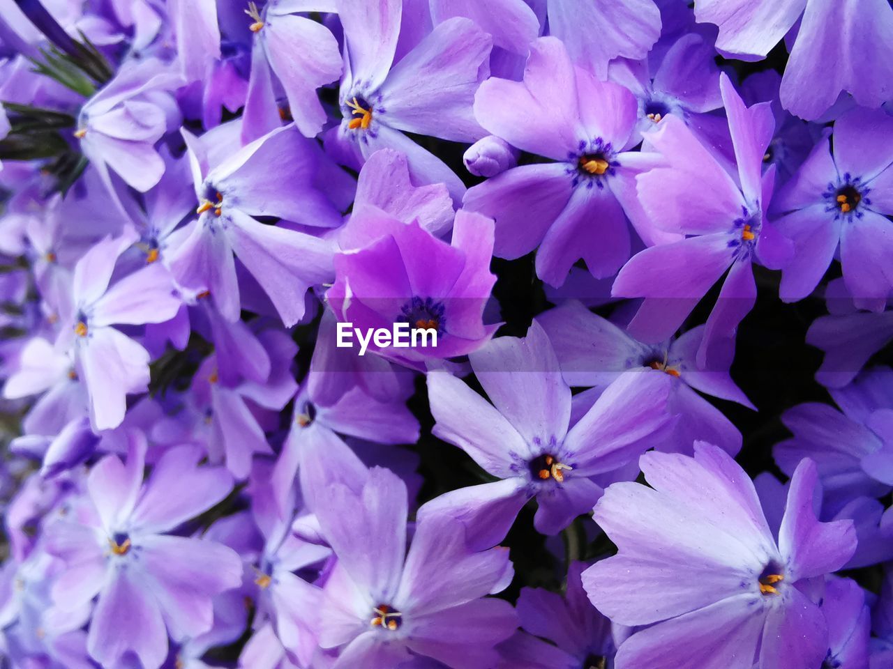 Full frame shot of purple flowering plants