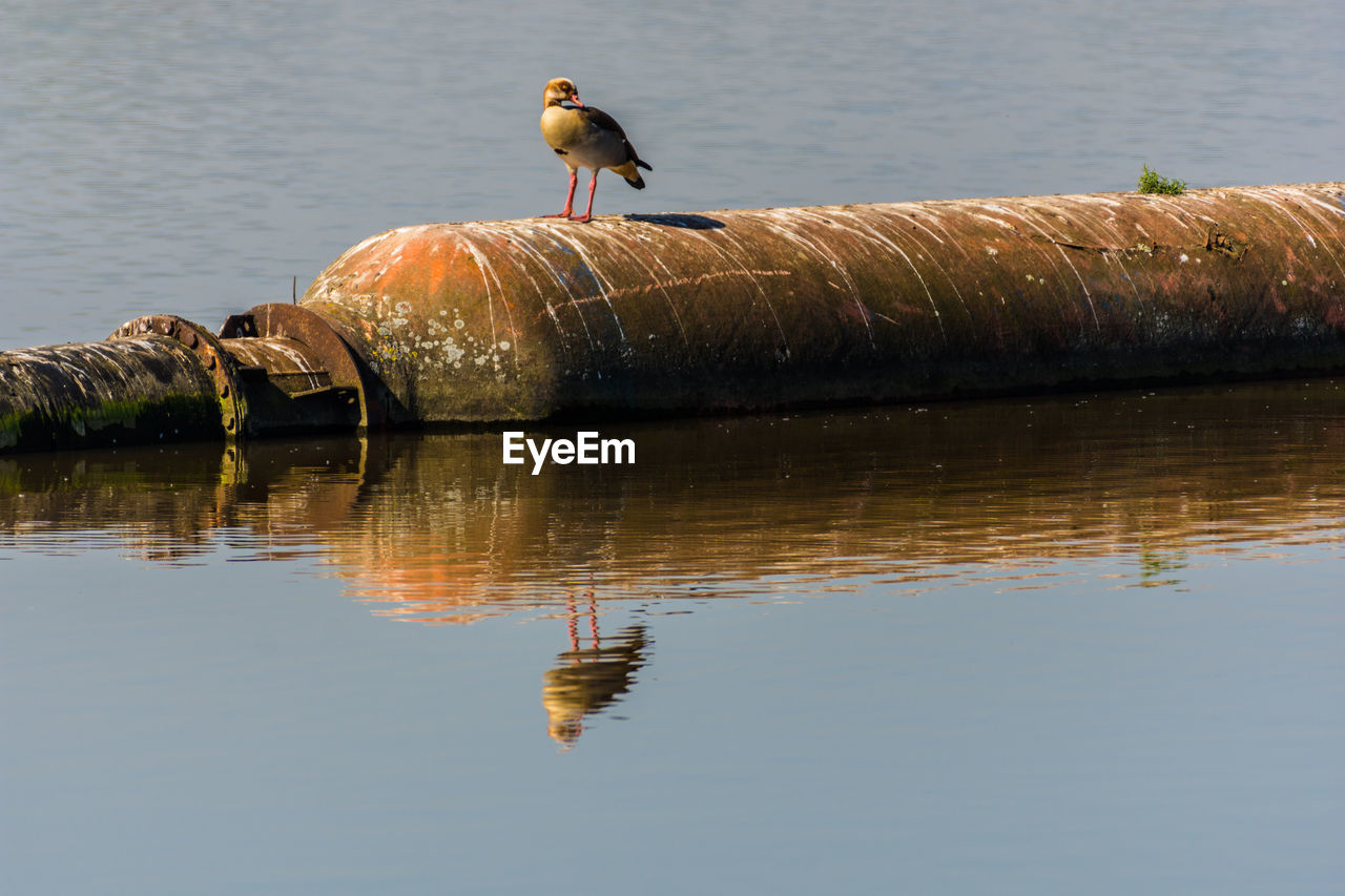 Bird perching on a lake