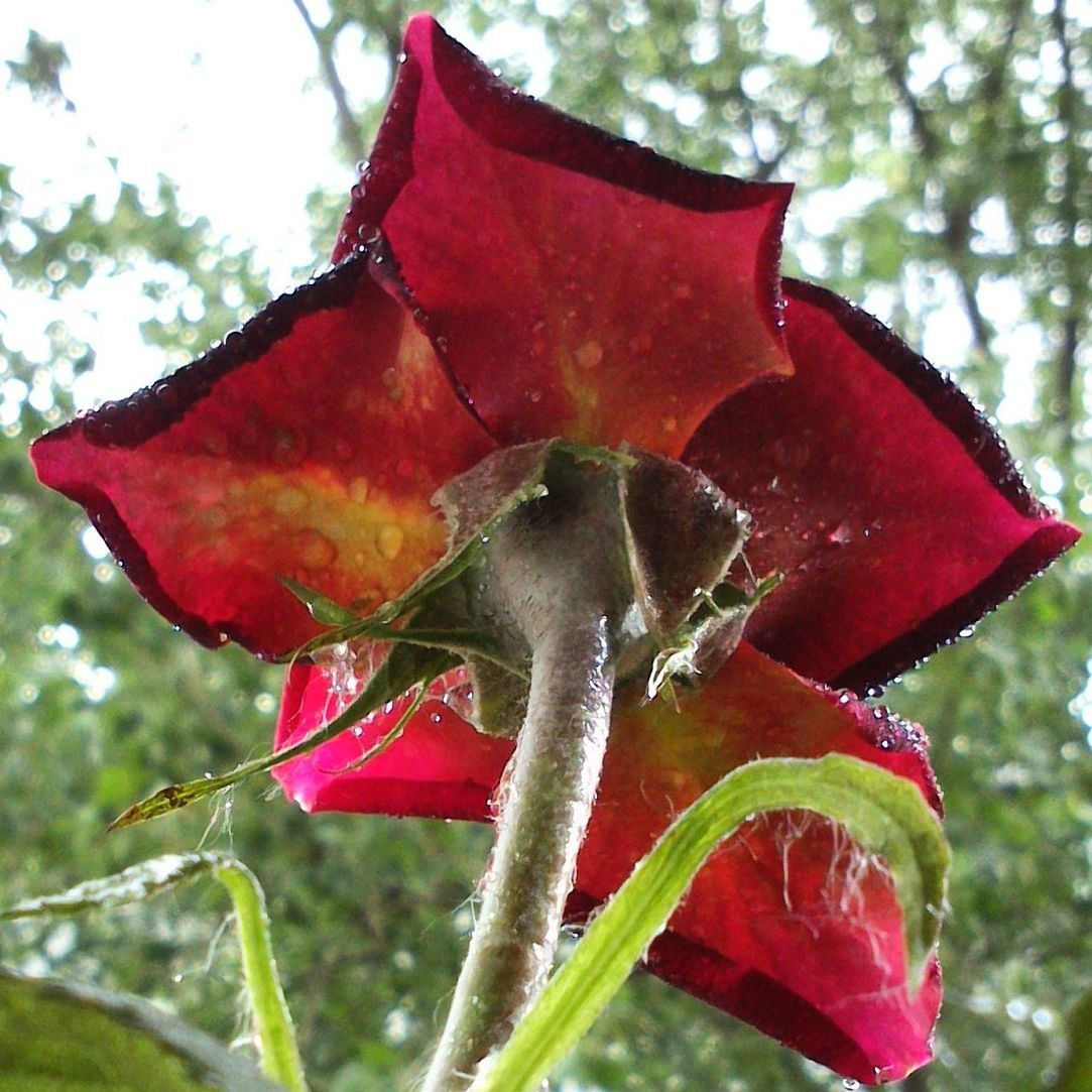 CLOSE-UP OF RED FLOWER AGAINST TREE