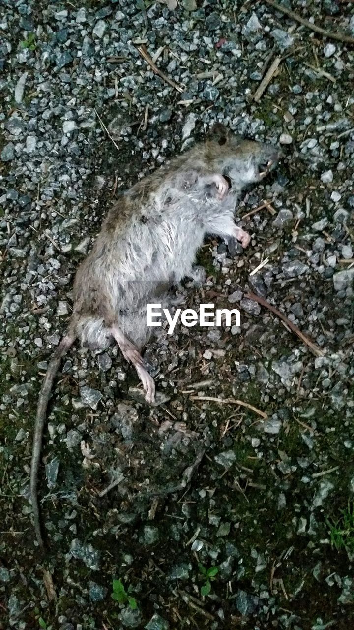 High angle view of dead rat on gravel