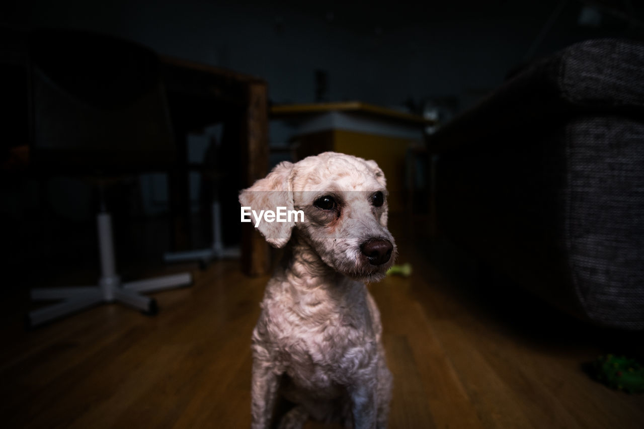 Close-up of  white dog looking away indoors