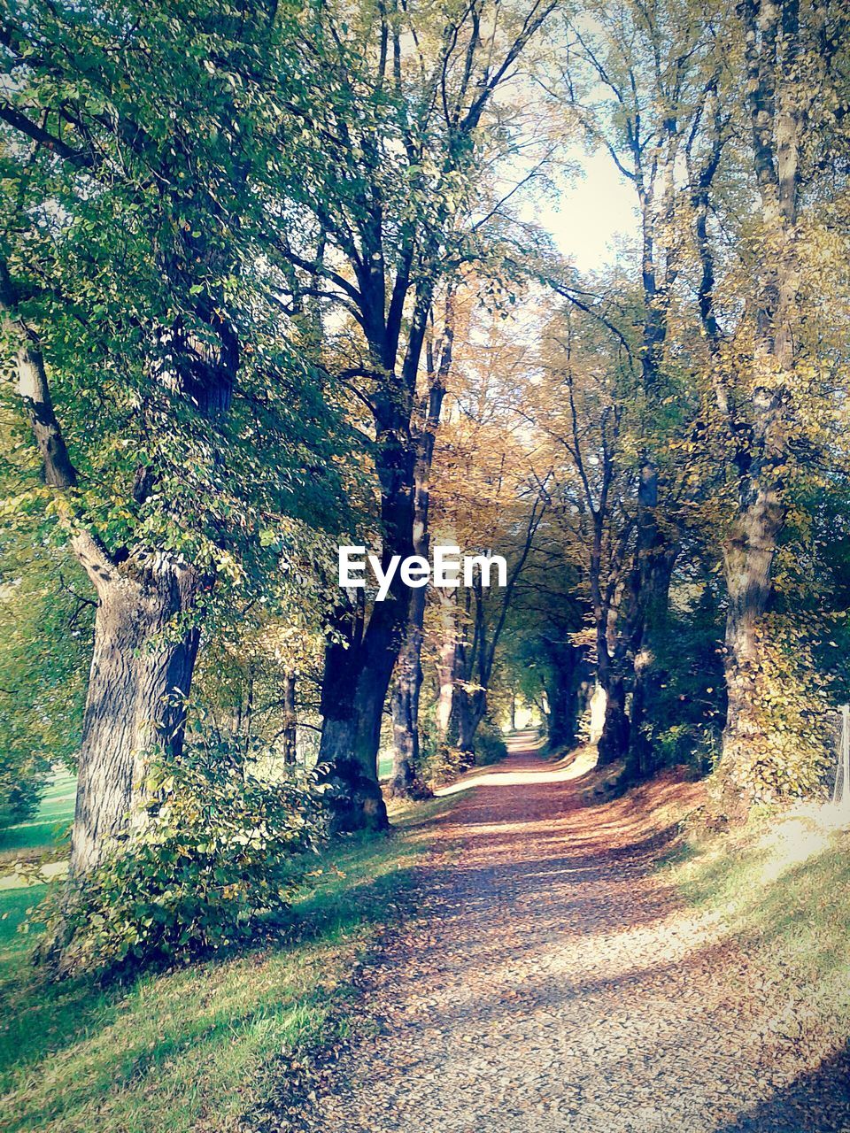 Street amidst trees in forest