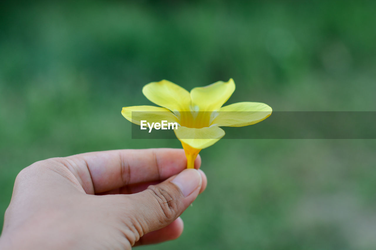 CLOSE-UP OF HAND HOLDING YELLOW ROSE