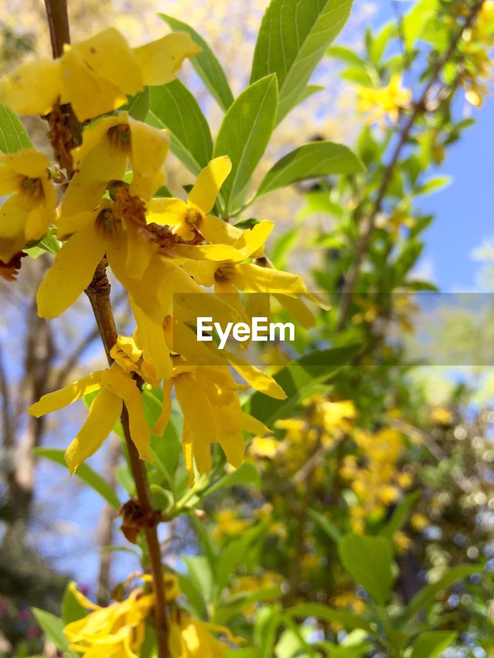 CLOSE-UP OF YELLOW FLOWERS