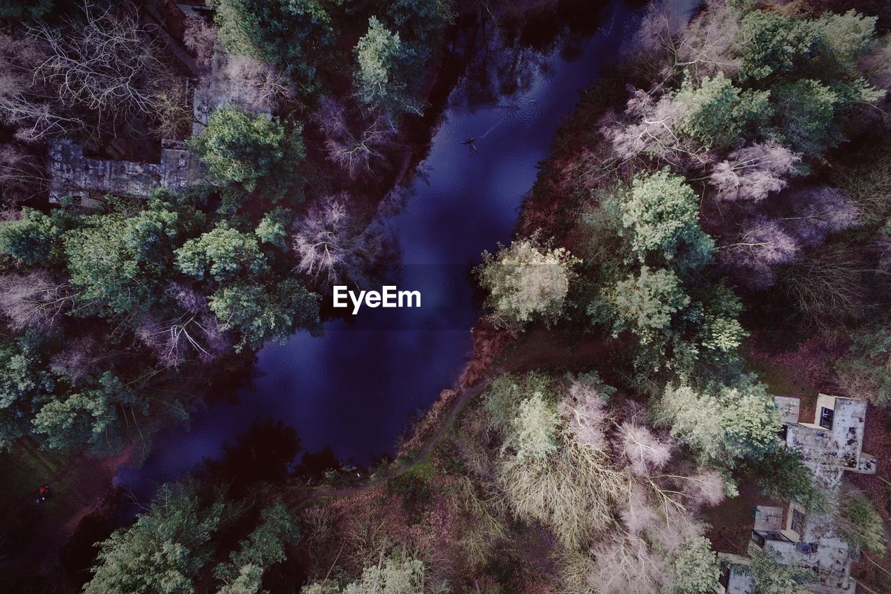 Aerial view of stream amidst trees at forest