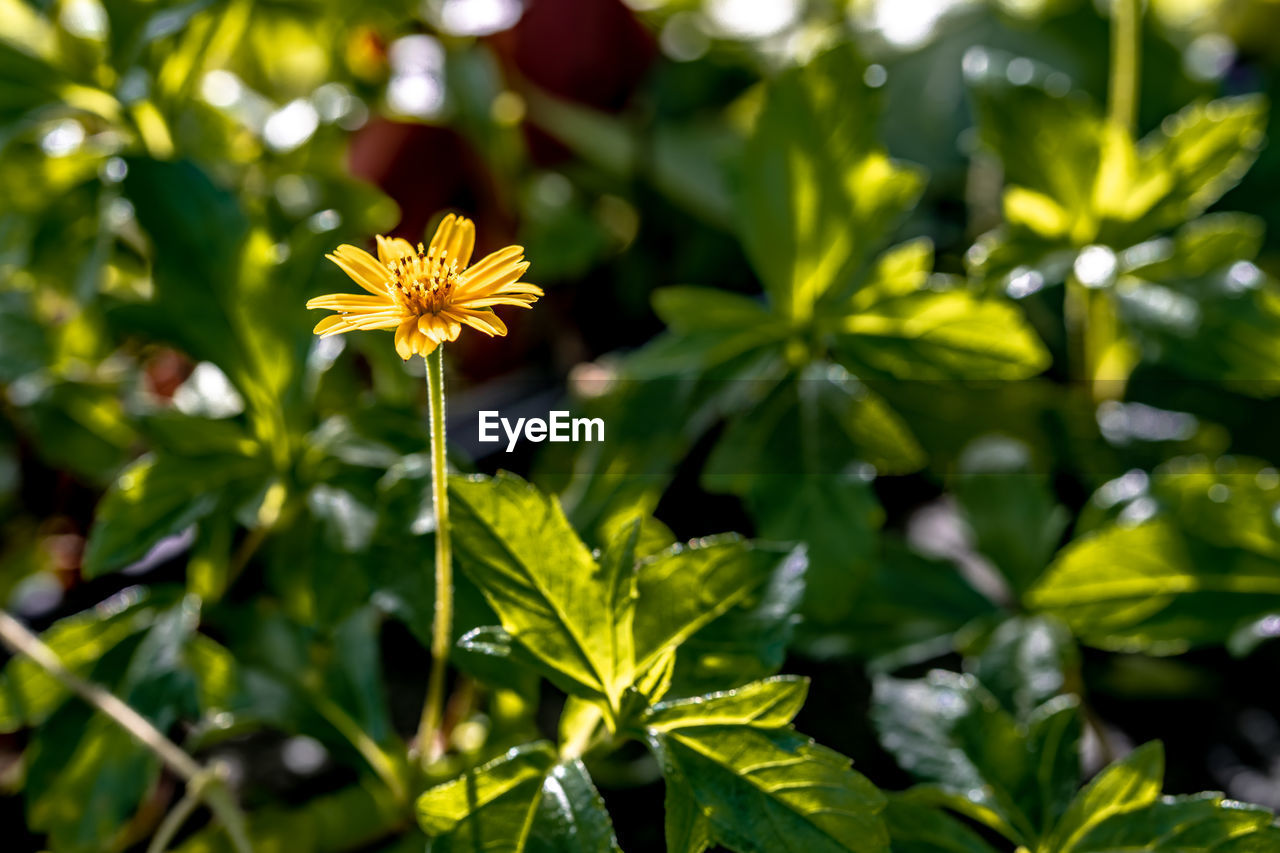 CLOSE-UP OF YELLOW FLOWERING PLANT AGAINST BLURRED BACKGROUND