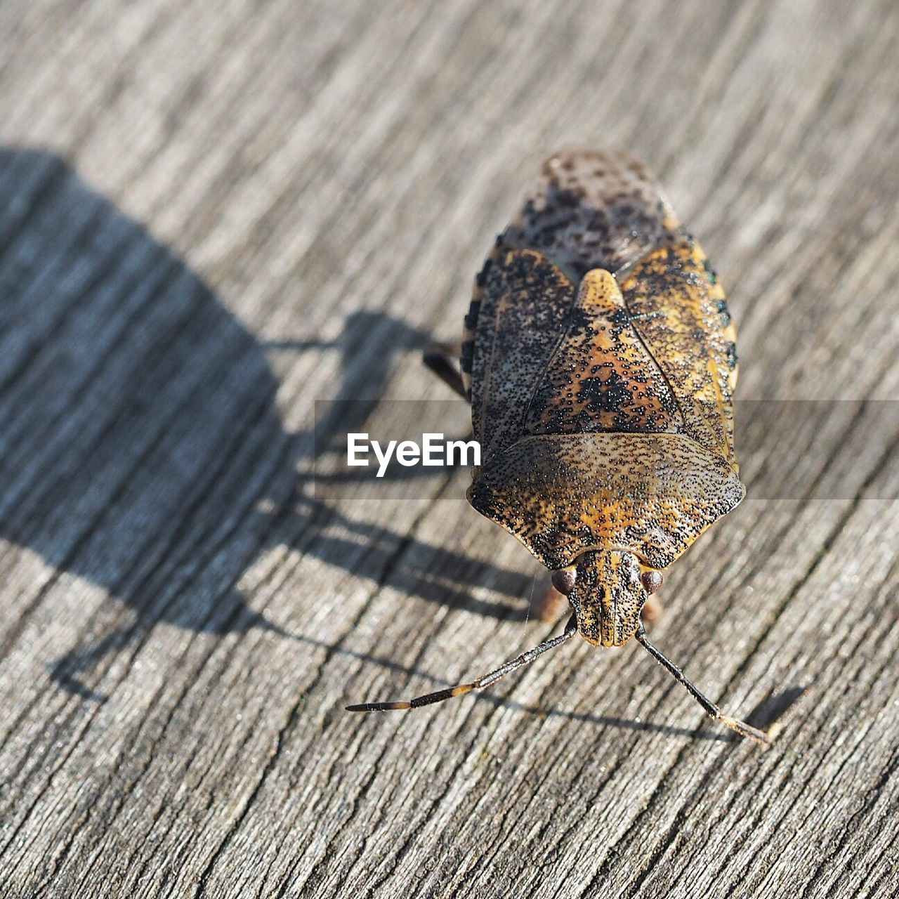 Close-up of stink bug