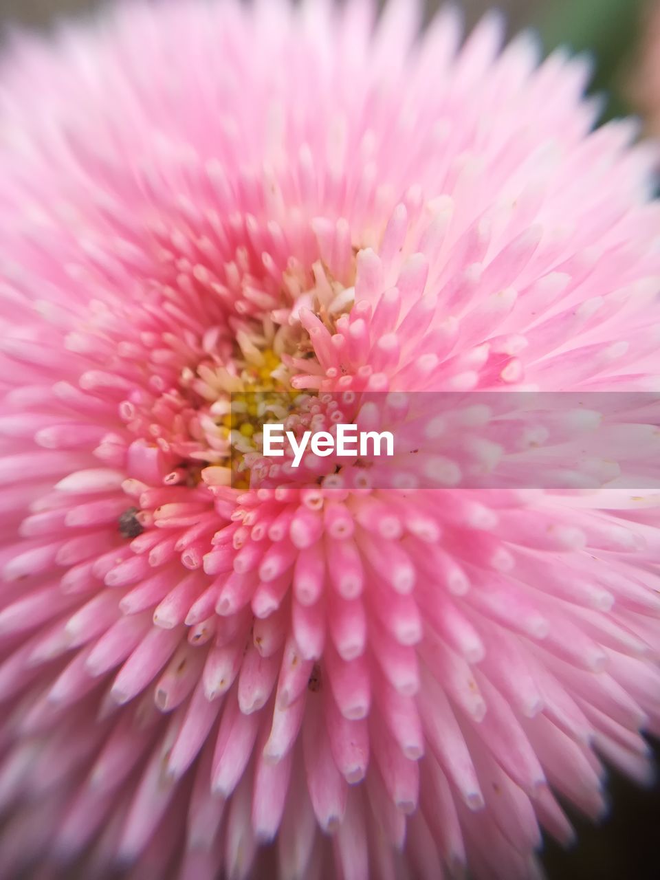 EXTREME CLOSE-UP OF PINK FLOWER