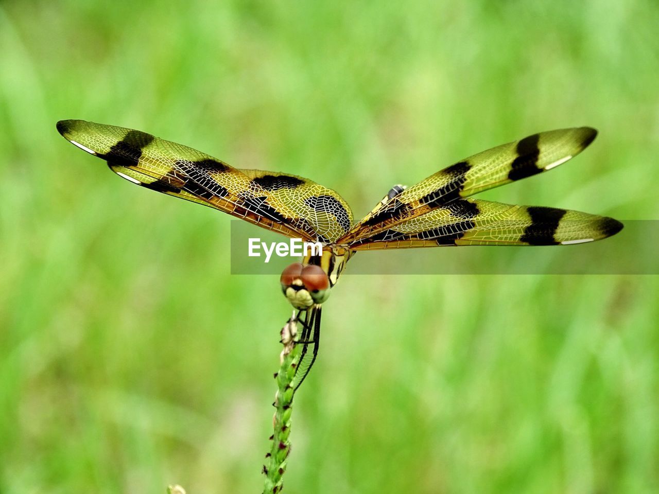 Close-up of dragonfly on twig