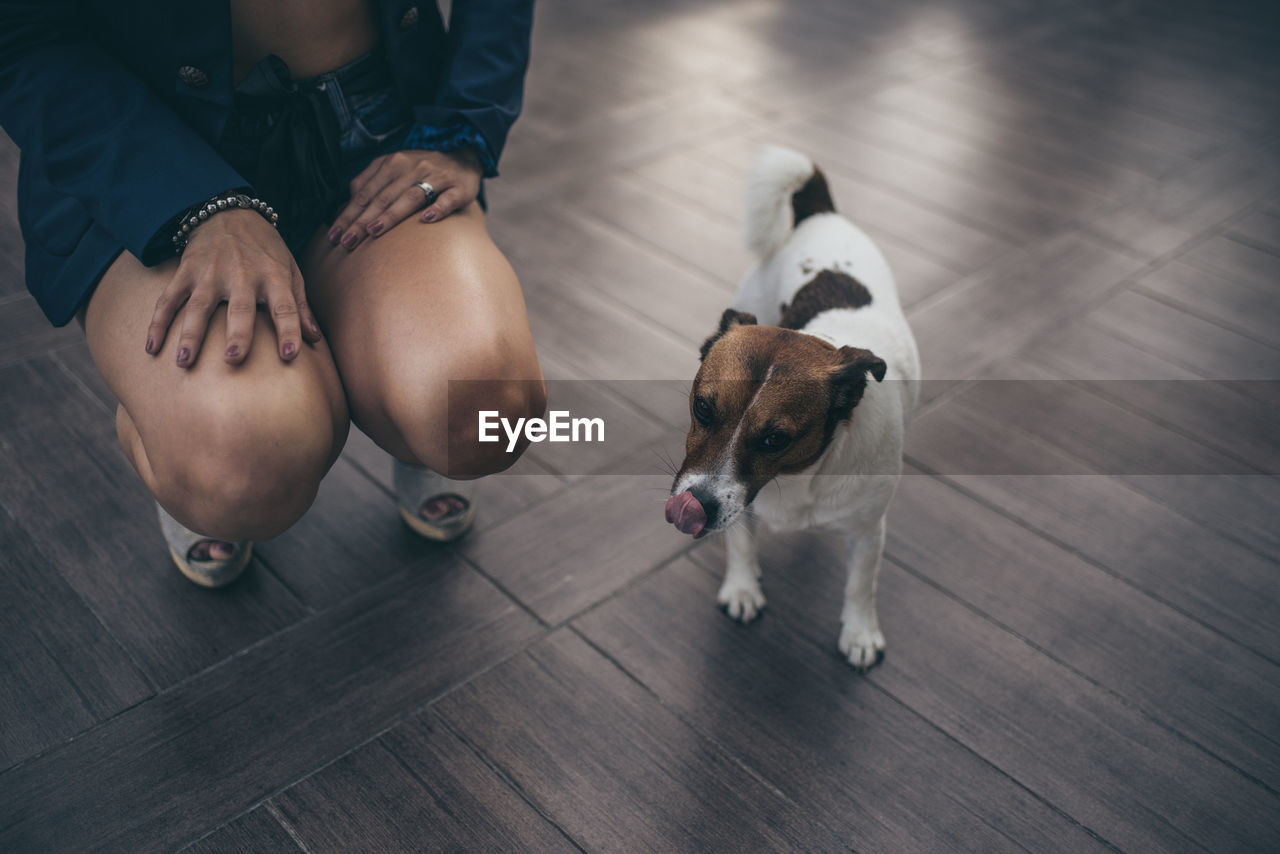 Low section of young woman crouching by dog on hardwood floor