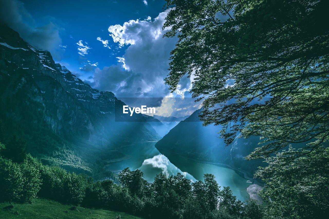 SCENIC VIEW OF TREE AGAINST SKY