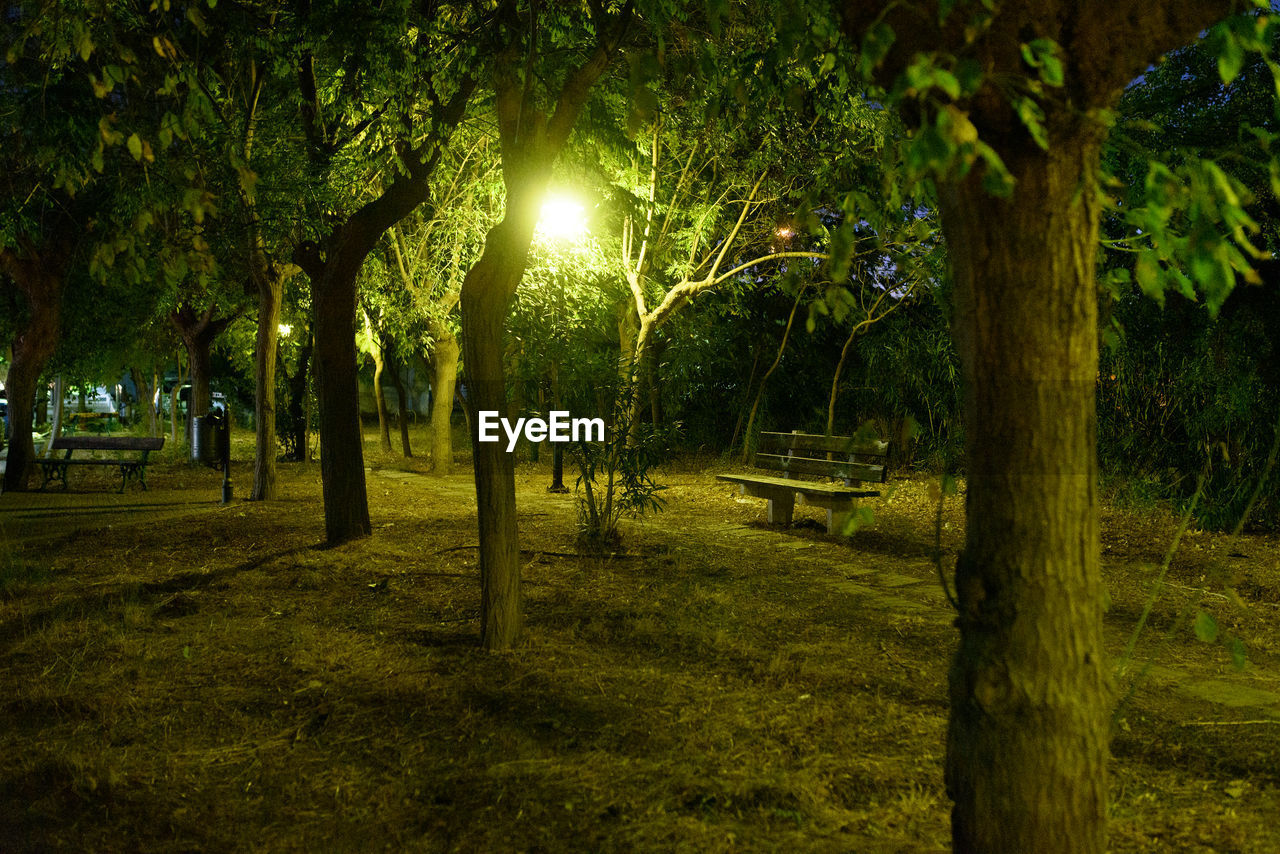 TREES IN PARK AT NIGHT DURING AUTUMN