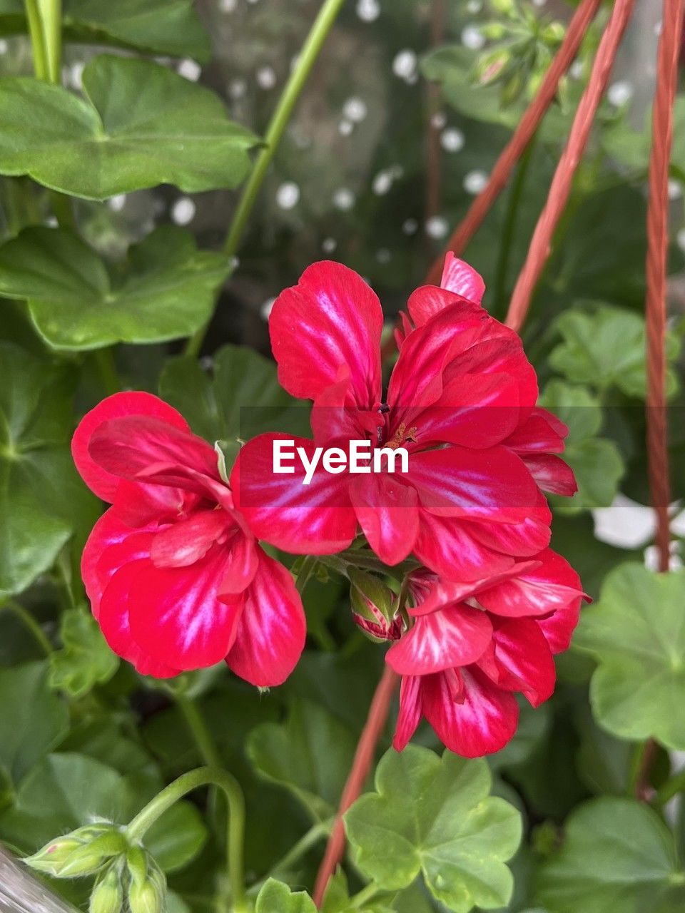 plant, flower, flowering plant, beauty in nature, freshness, petal, plant part, leaf, close-up, nature, flower head, inflorescence, growth, fragility, red, green, pink, no people, botany, outdoors, blossom, springtime, pollen, water, magenta, day, focus on foreground