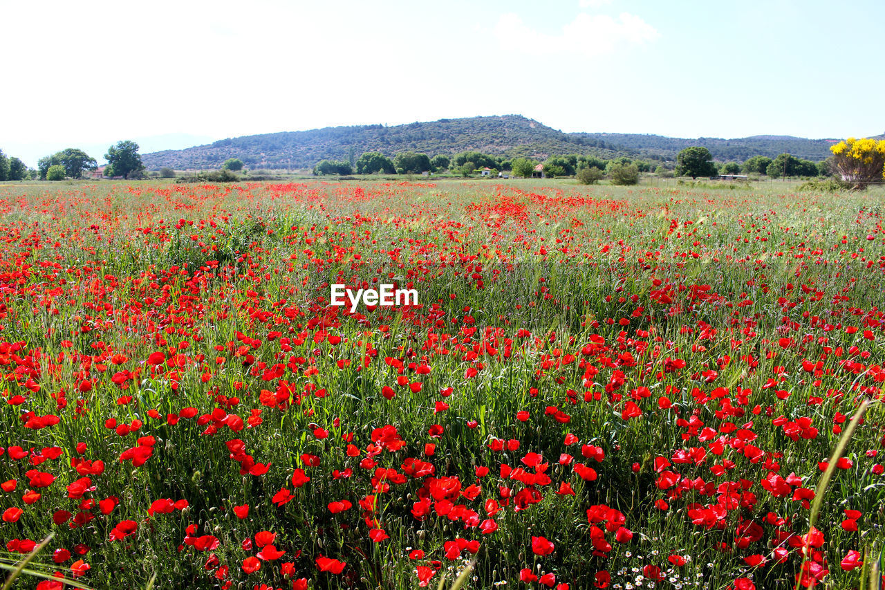 Poppy flowers in field