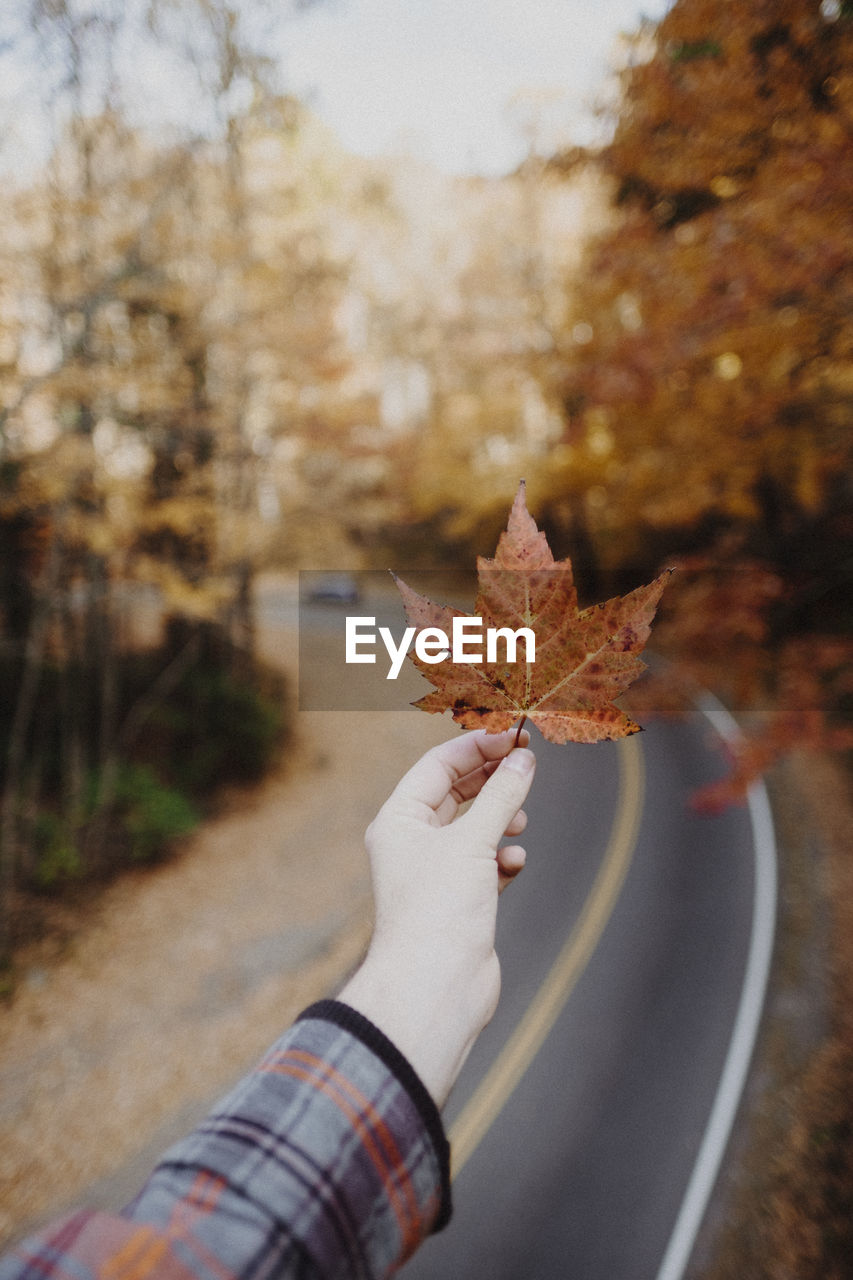 Cropped hand of person holding dry maple leaf