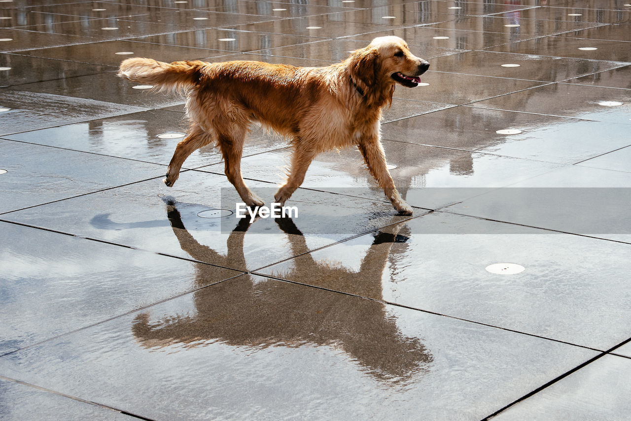 Reflection of a happy golden retriever dog on water mirror in bordeaux.