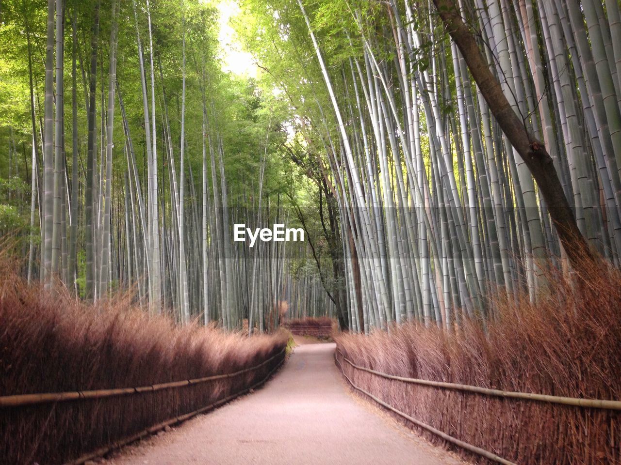 Walkway amidst trees in forest