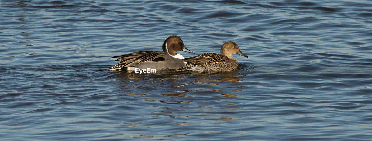 DUCK SWIMMING ON LAKE