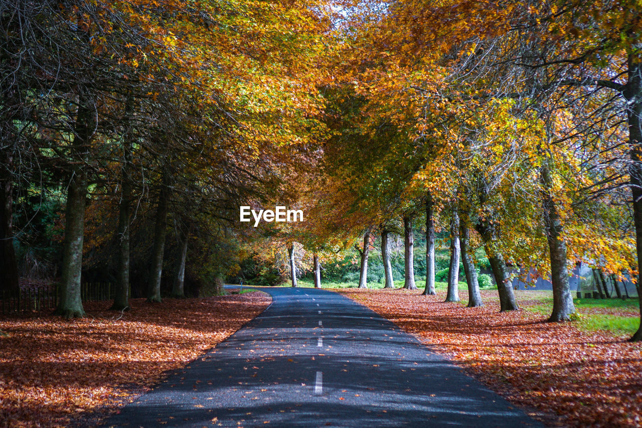 Road amidst trees during autumn