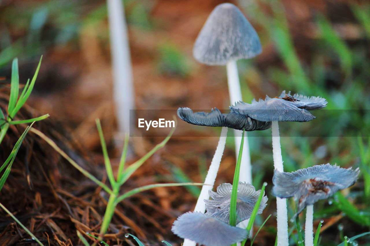 CLOSE-UP OF MUSHROOM GROWING IN PLANT