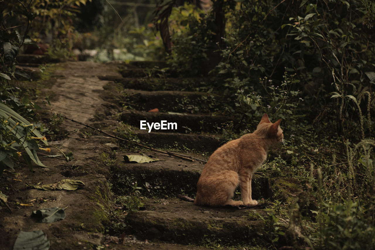 VIEW OF A CAT SITTING ON LAND