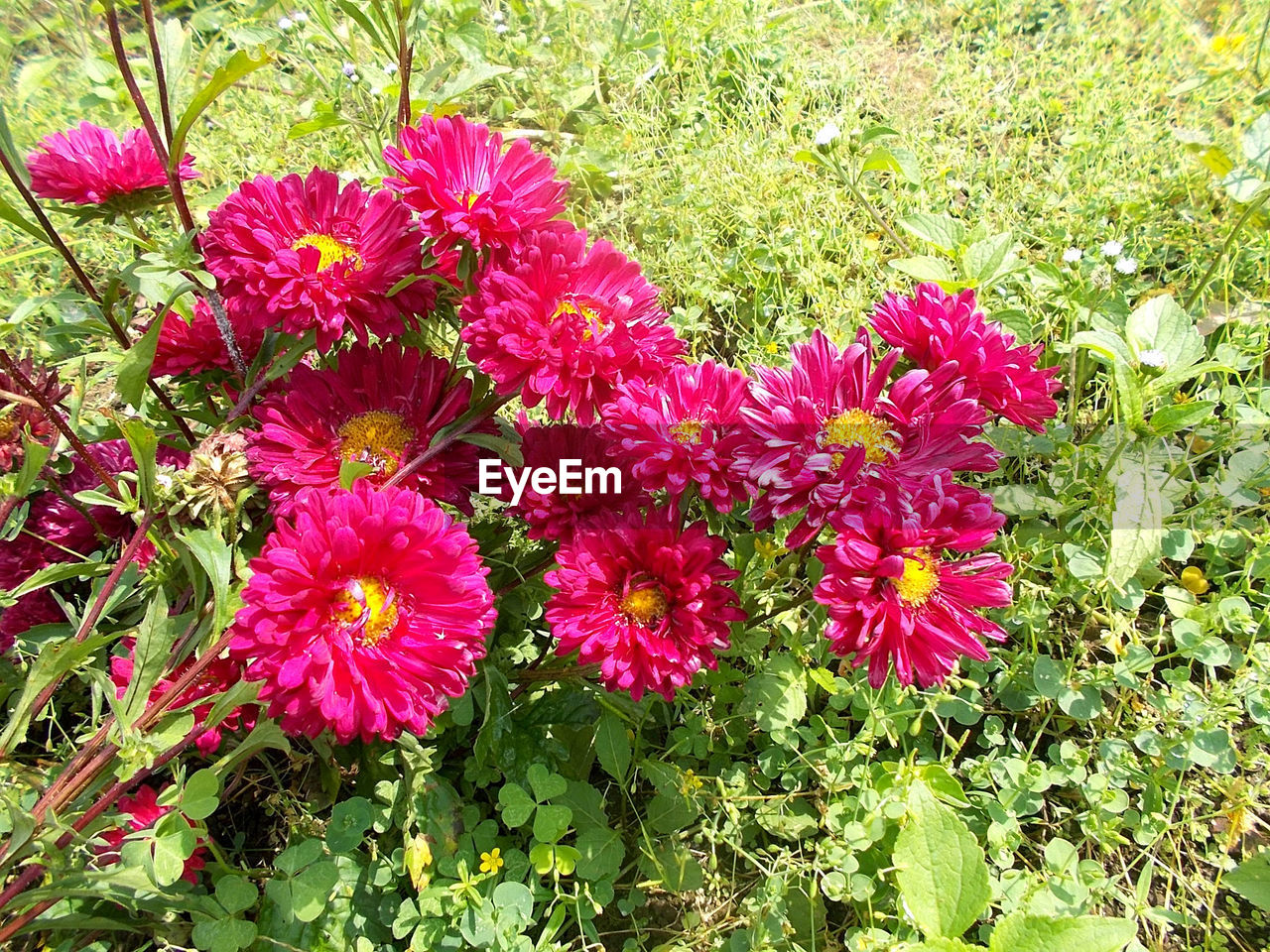 CLOSE-UP OF PINK FLOWERS BLOOMING