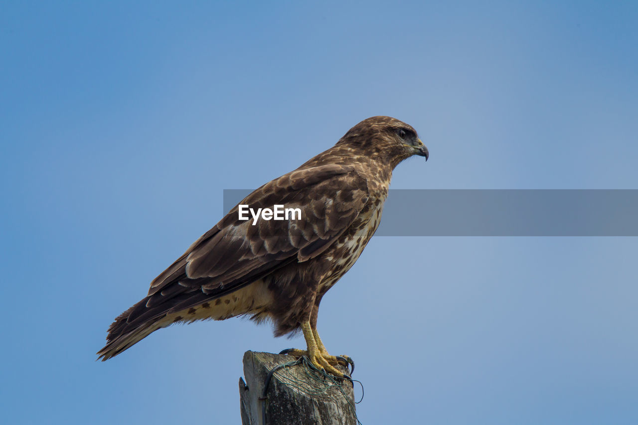 Full length of hawk perching against clear sky