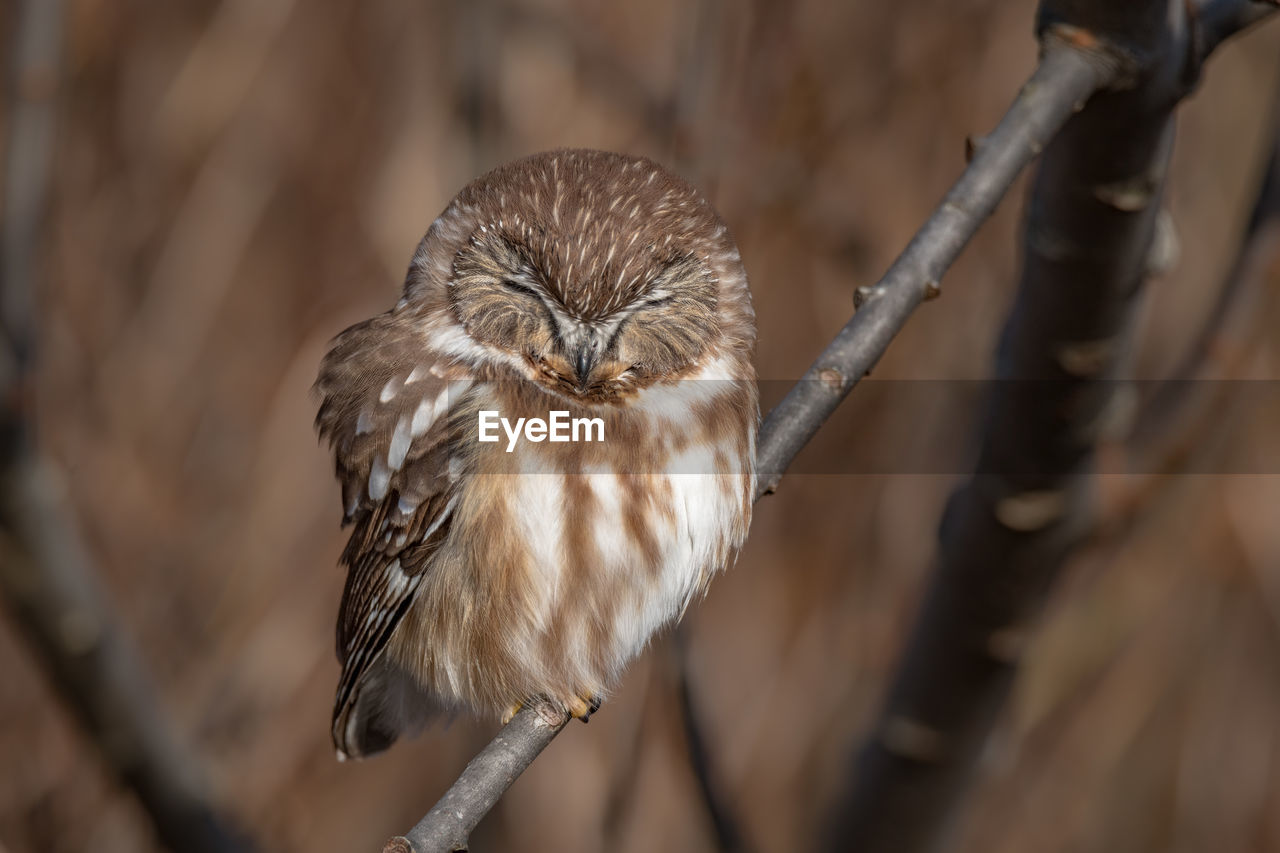 Close-up of a bird perching on branch