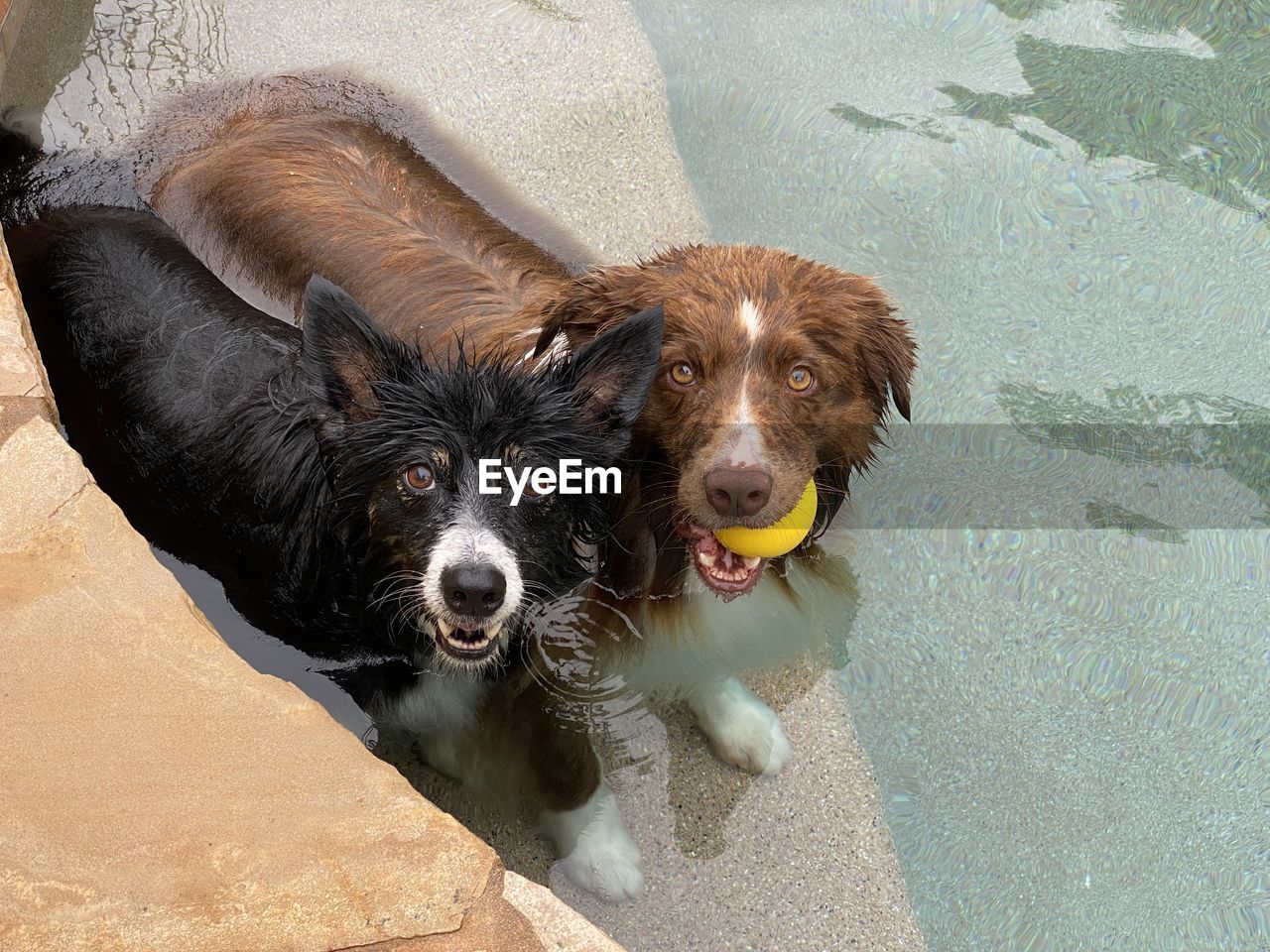 PORTRAIT OF DOG LYING ON SWIMMING POOL