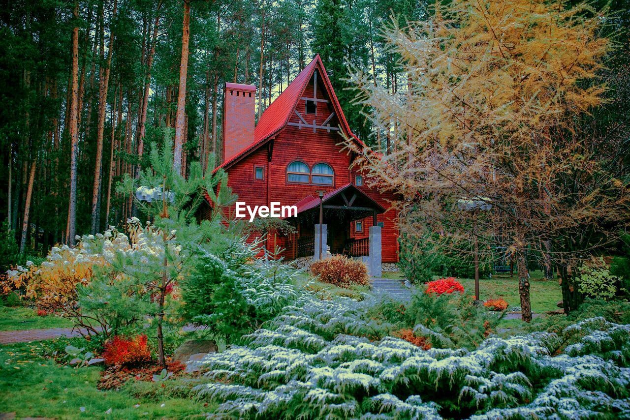 PLANTS AND TREES GROWING IN FOREST